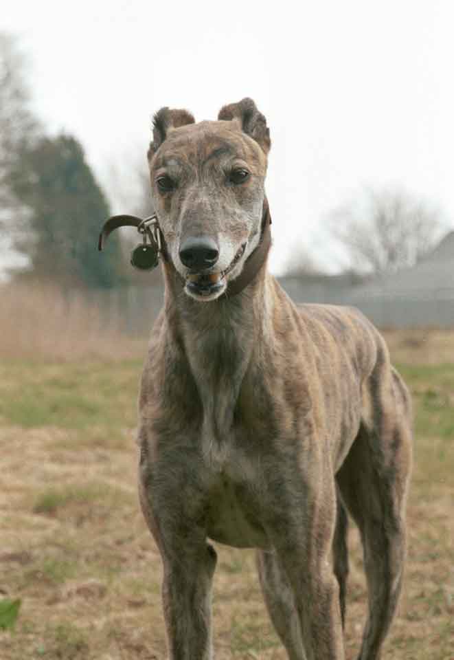 Bild eines Greyhound