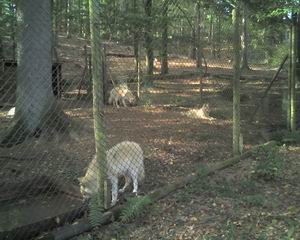 Wölfe im Wolfspark Merzig