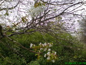 Natur in Blüte Bild 2